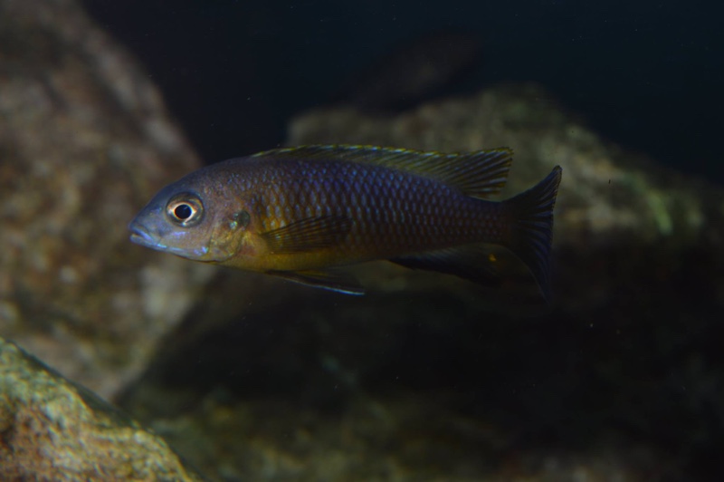 Tropheops sp. 'aurora' Mbamba Bay